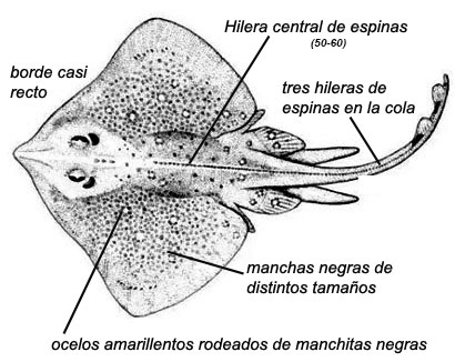 Raja asterias_02.jpg